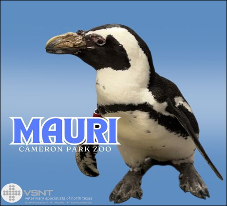 Mauri